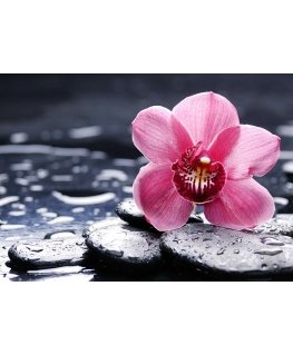 Beldizart Orchid Wanda 38*27 cm WD035