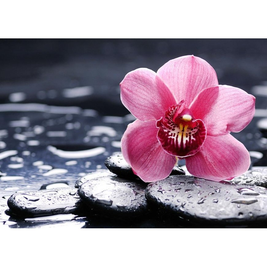 Beldizart Orchid Wanda 38*27 cm WD035