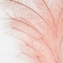 Eurofirany KW / FLORE / 672 / Pink 110X20 (X6) Pink Eurofirany KW / FLORE / 672 / Pink 110X20 (X6) Pink