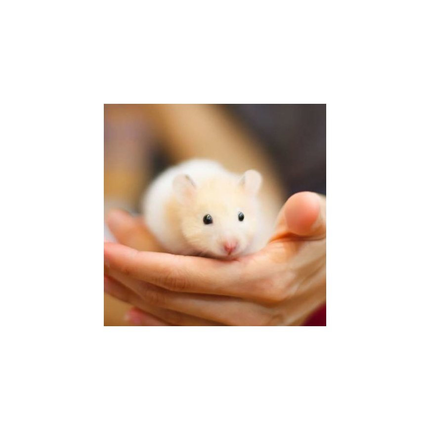 Beaphar Care+ Hamster Granulas 700 g Kāmis – 3