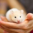 Beaphar Care+ Hamster Graanulid 700 g