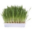 TRIXIE 4235 koiran ja kissan herkkupala Kissa 100 g TRIXIE 4235 koiran ja kissan herkkupala Kissa 100 g