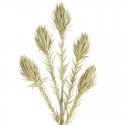 Eurofirany KW/FLORE/721/SZA NO Eurofirany KW/FLORE/721/SZA NO