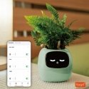 PlantsIO IVY Zielona PlantsIO IVY Zielona