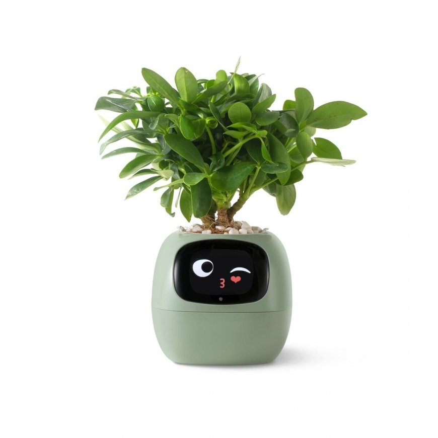PlantsIO IVY Zielona – 2