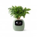 PlantsIO IVY Zielona PlantsIO IVY Zielona