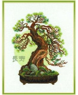 Uab Riolis Bonsai pušies ilgaamžiškumo palinkėjimas 1037