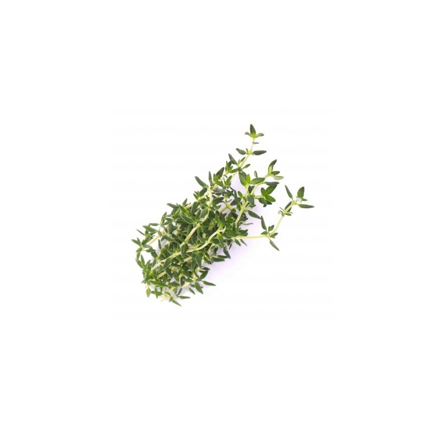 Véritable 3760262511054 growing kit/refill Thymus – 2