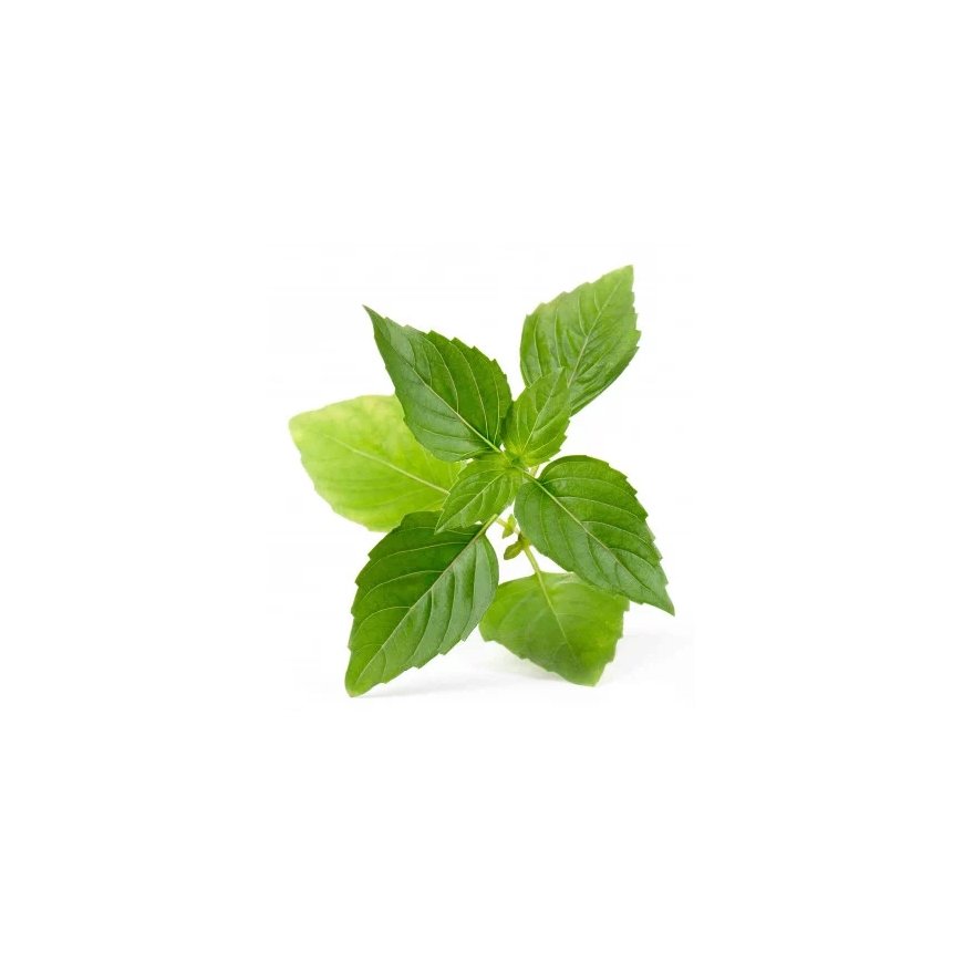 Véritable 3760262511122 growing kit/refill Thai basil – 2