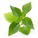 Véritable 3760262511122 growing kit/refill Thai basil Véritable 3760262511122 growing kit/refill Thai basil