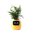 PlantsIO IVY Żółta PlantsIO IVY Żółta