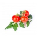 Véritable 3760262511184 growing kit/refill Mini red tomato