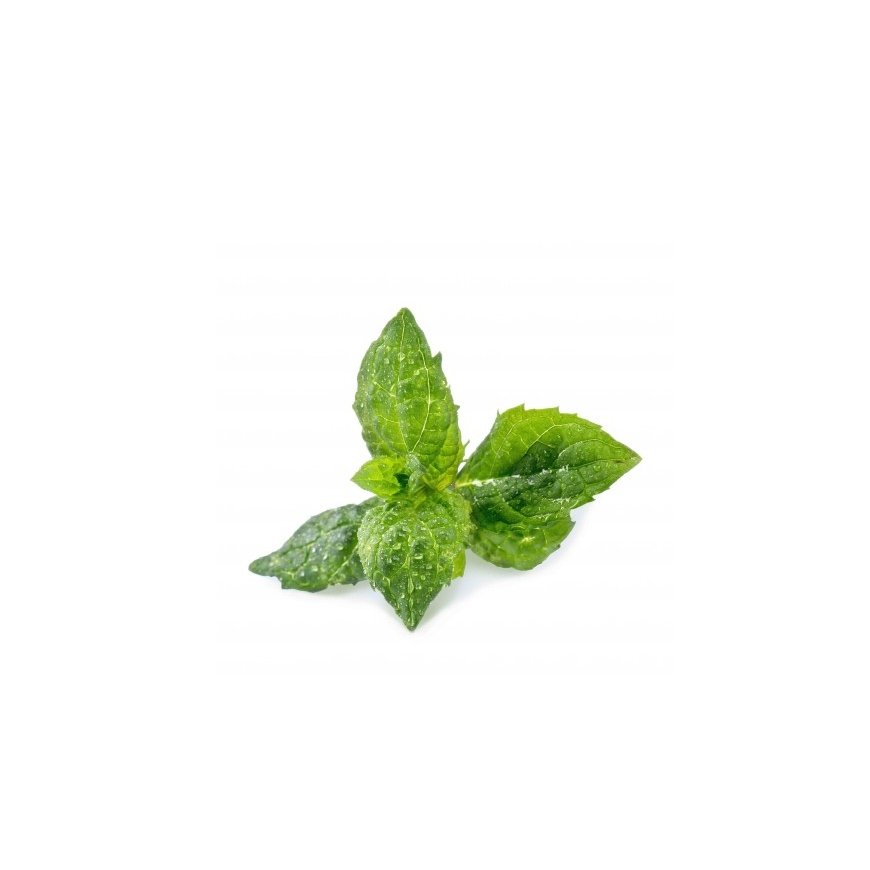 Véritable 3760262511085 growing kit/refill Mint – 2