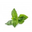 Véritable 3760262511085 growing kit/refill Mint Véritable 3760262511085 growing kit/refill Mint