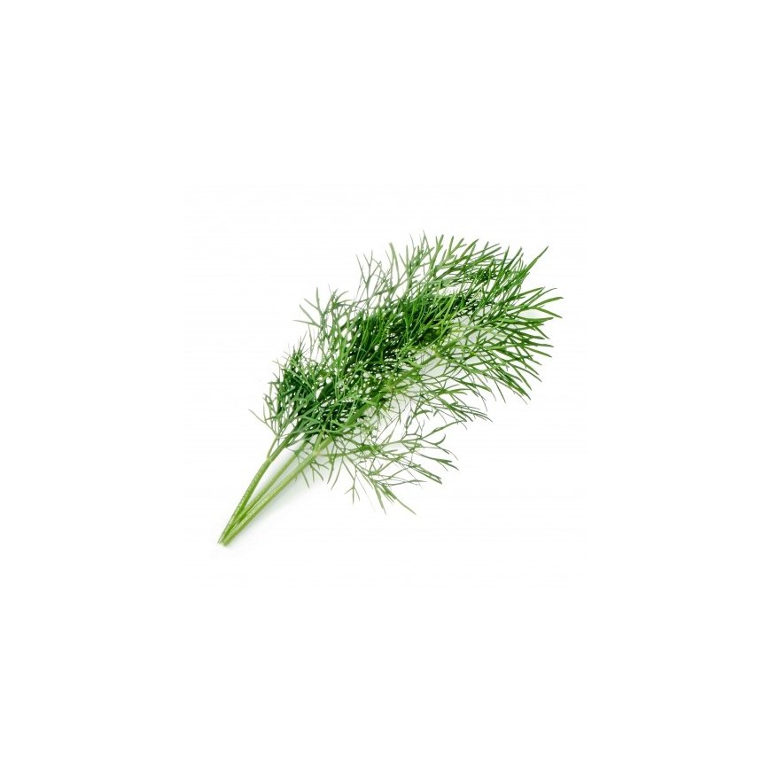 Véritable 3760262511061 growing kit/refill Dill – 2