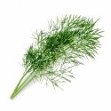 Véritable 3760262511061 growing kit/refill Dill Véritable 3760262511061 growing kit/refill Dill
