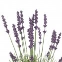 AmeliaHome Artificial plant AH LAVI 27 10 pcs. AmeliaHome Artificial plant AH LAVI 27 10 pcs.