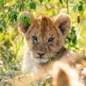 Ravensburger 05666 dėlionė Kontūrinė dėlionė 49 vnt Gyvūnai Ravensburger 05666 dėlionė Kontūrinė dėlionė 49 vnt Gyvūnai