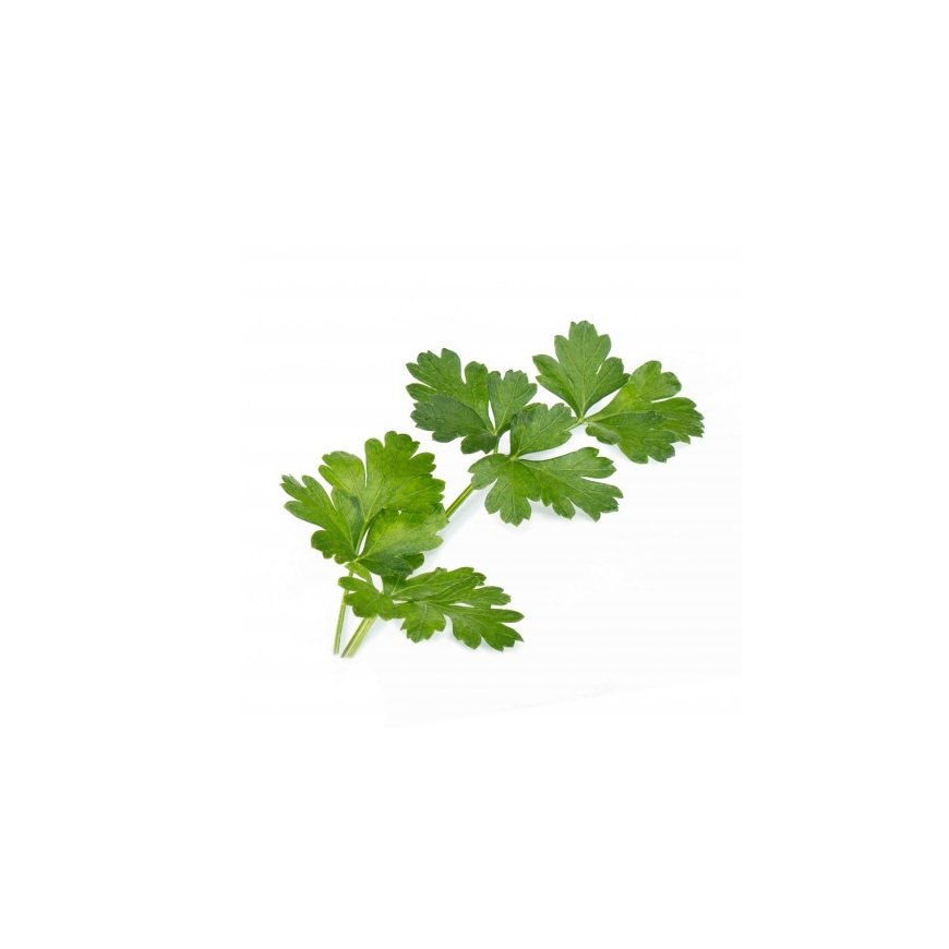 Véritable 3760262511023 growing kit/refill Parsley – 2