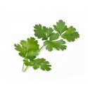 Véritable 3760262511023 growing kit/refill Parsley Véritable 3760262511023 growing kit/refill Parsley