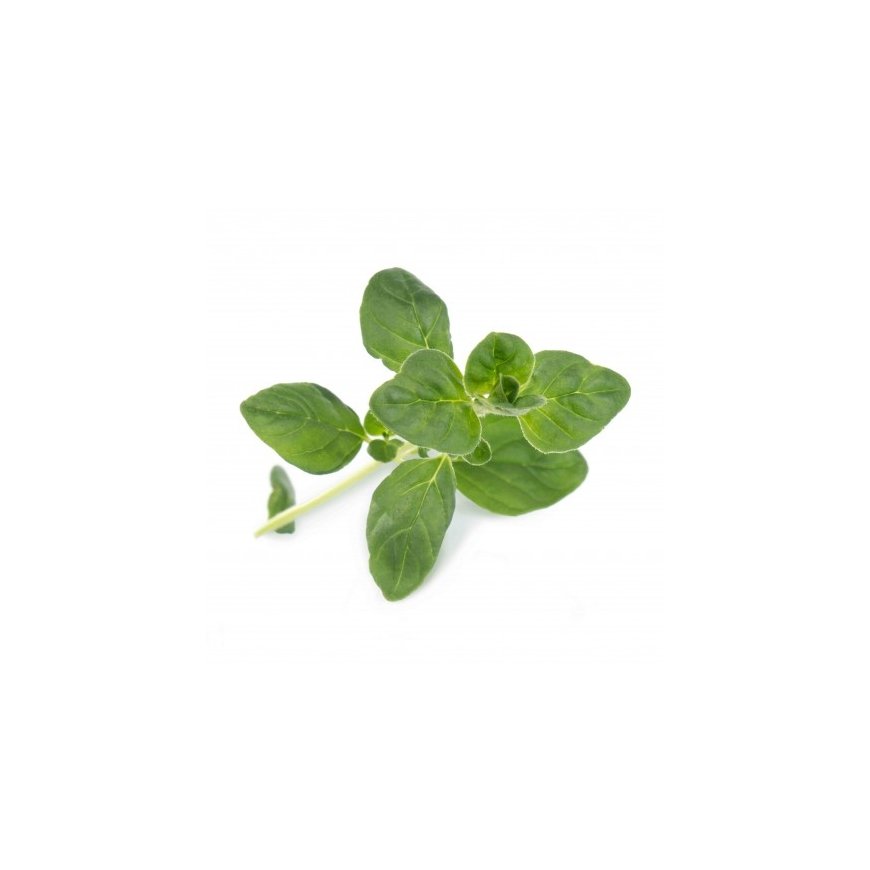 Véritable 3760262511115 growing kit/refill Oregano – 2