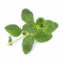 Véritable 3760262511115 growing kit/refill Oregano Véritable 3760262511115 growing kit/refill Oregano