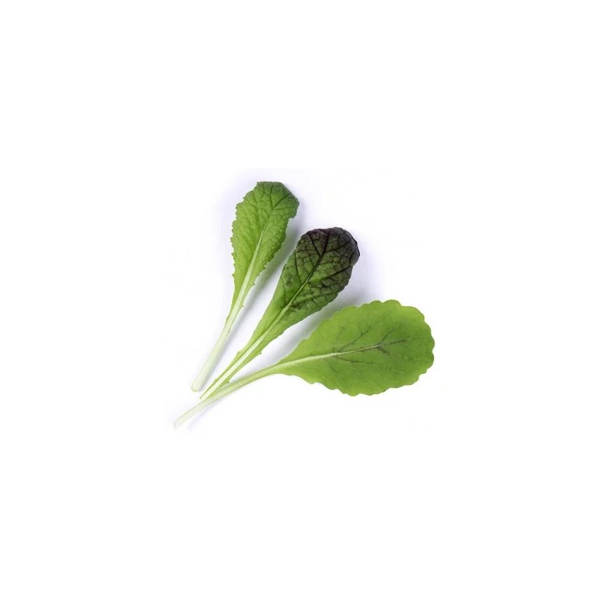 Véritable 3760262511252 growing kit/refill Mustard – 2