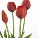 Eurofirany KW/NATU/473/Red Red/BOOUQUET Eurofirany KW/NATU/473/Red Red/BOOUQUET