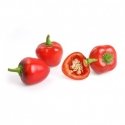 Véritable 3760262511191 growing kit/refill Red bell pepper Véritable 3760262511191 growing kit/refill Red bell pepper