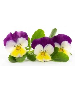 Véritable 3760262511221 taimekasvatuskomplekt ja täitematerjal Kollane Pansy Taastäitmine