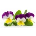 Véritable 3760262511221 growing kit/refill Yellow Pansy Véritable 3760262511221 growing kit/refill Yellow Pansy