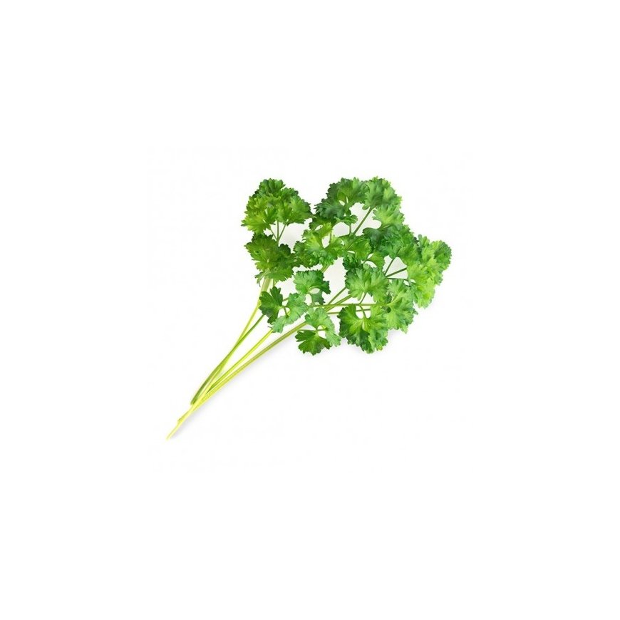 Véritable 3760262511351 growing kit/refill Parsley – 2