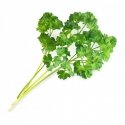 Véritable 3760262511351 growing kit/refill Parsley Véritable 3760262511351 growing kit/refill Parsley