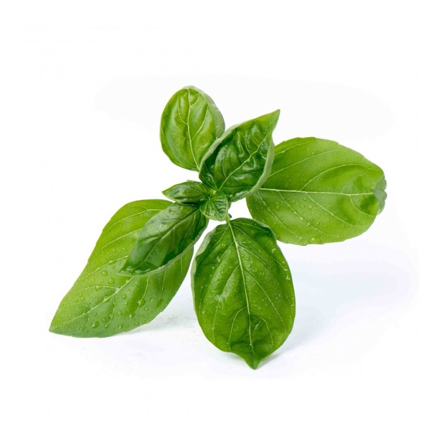Véritable 3760262511016 growing kit/refill Basil – 2