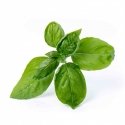 Véritable 3760262511016 growing kit/refill Basil Véritable 3760262511016 growing kit/refill Basil