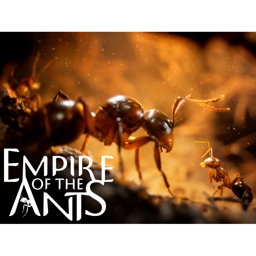 Microids Empire Of The Ants