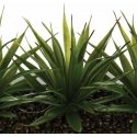 Aloe Flower pot with three aloe seedlings, decoration with artificial plants Atmosphera Créateur ...