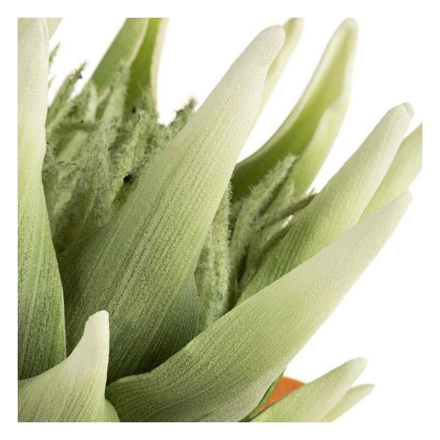 Eurofirany KW/FLORE/792/SEE SOUL – 2