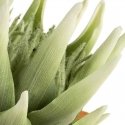 Eurofirany KW/FLORE/792/SEE SOUL Eurofirany KW/FLORE/792/SEE SOUL