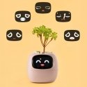 PlantsIO IVY Różowa PlantsIO IVY Różowa