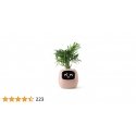 PlantsIO IVY Różowa PlantsIO IVY Różowa