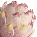Eurofirany KW/FLORE/793/Pink Pink Eurofirany KW/FLORE/793/Pink Pink
