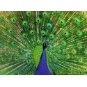 Ravensburger 12001332 Pusle 500 tk Animals Ravensburger 12001332 Pusle 500 tk Animals