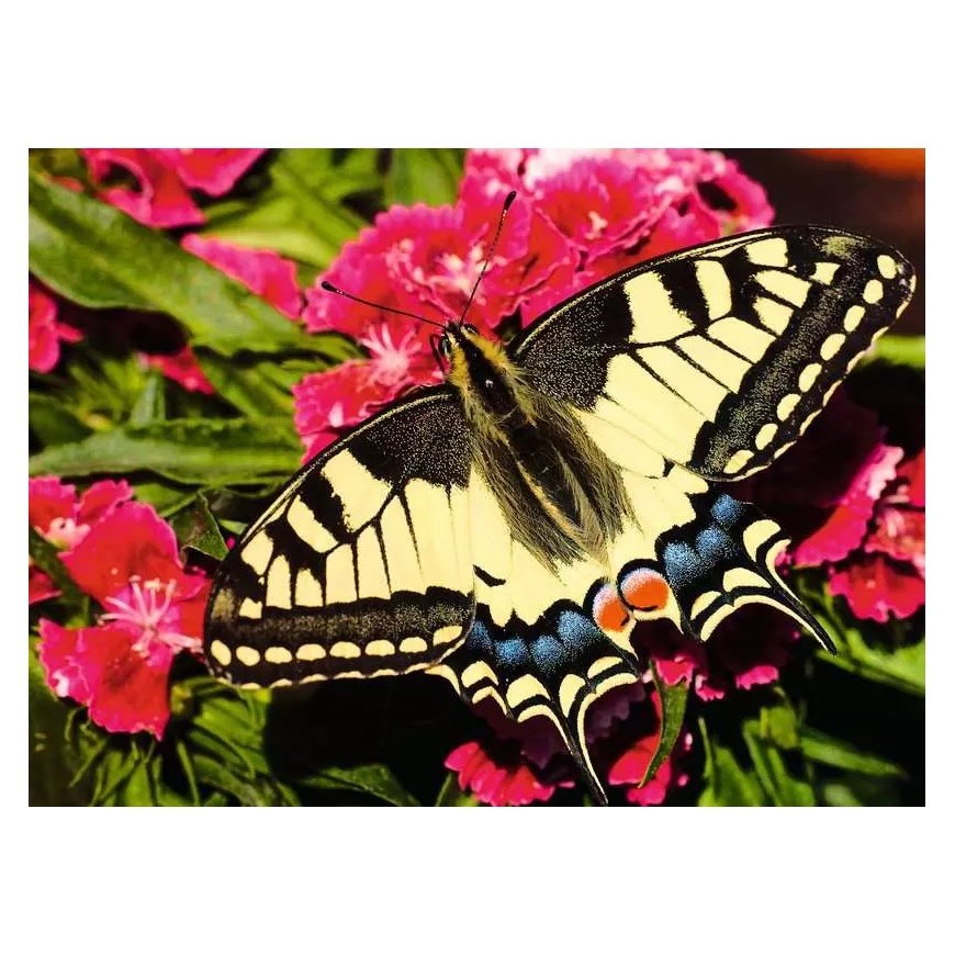 Ravensburger 12.001.335 pusle 500 tk Fauna – 2