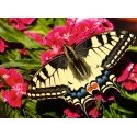 Ravensburger 12.001.335 puzzle Jigsaw puzzle 500 pc(s) Fauna Ravensburger 12.001.335 puzzle Jigsaw puzzle 500 pc(s) Fauna