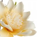 Eurofirany KW/FLORE/796/K K Eurofirany KW/FLORE/796/K K