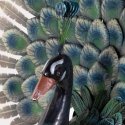 ProGarden decorative peacock bird for the garden ProGarden decorative peacock bird for the garden