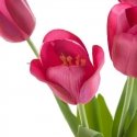 Eurofirany KW/NATU/476/AMA AMAR/BOOUQUET Eurofirany KW/NATU/476/AMA AMAR/BOOUQUET