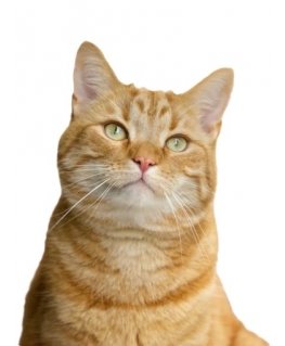 Orion Pharma Aptus Recobooster for cats 60 g