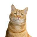 Orion Pharma Aptus Recobooster for cats 60 g